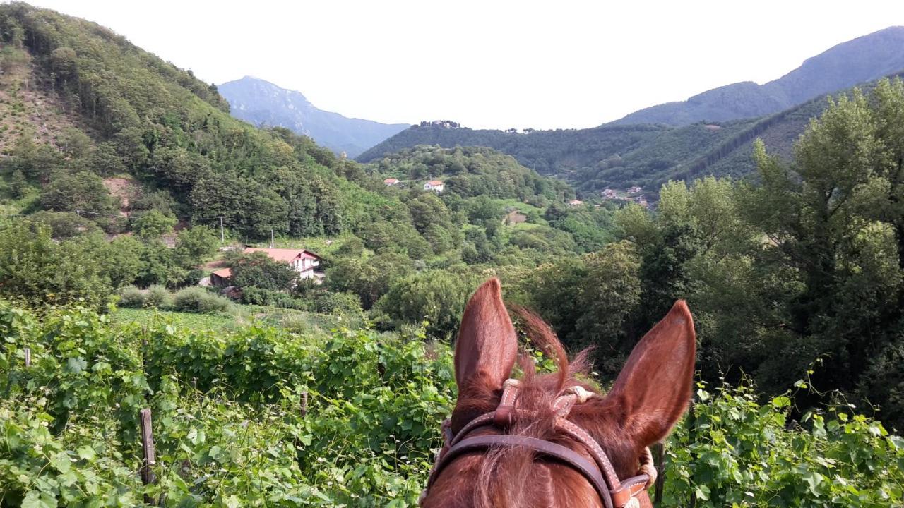 Cantina Del Casale Tramonti Eksteriør bilde